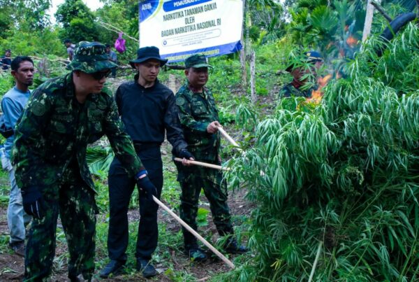 OPERASI PERTAMA DI TAHUN 2025, BNN MUSNAHKAN 12 TON GANJA DI ACEH BESAR
