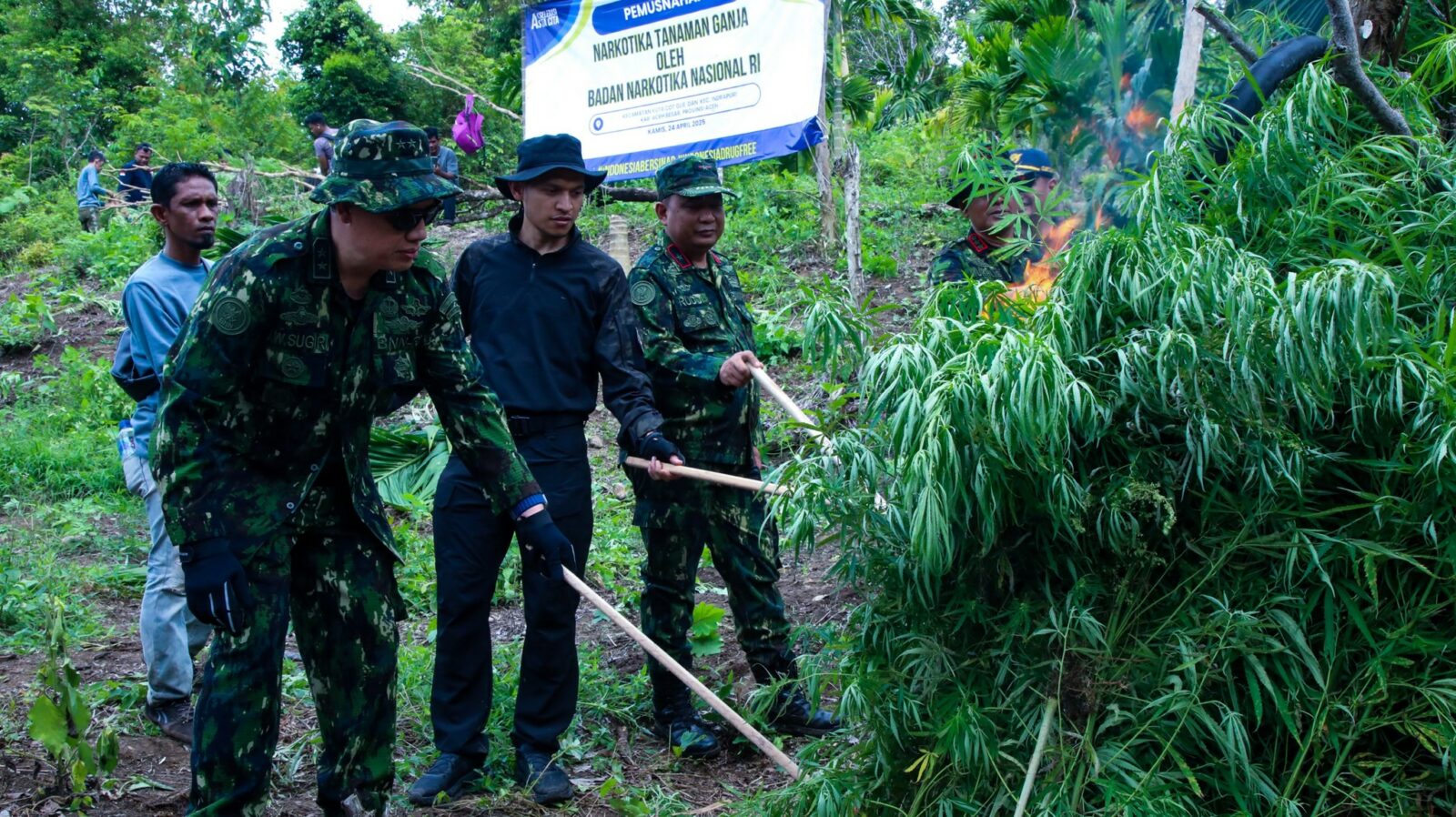 OPERASI PERTAMA DI TAHUN 2025, BNN MUSNAHKAN 12 TON GANJA DI ACEH BESAR OPERASI PERTAMA DI TAHUN 2025, BNN MUSNAHKAN 12 TON GANJA DI ACEH BESAR